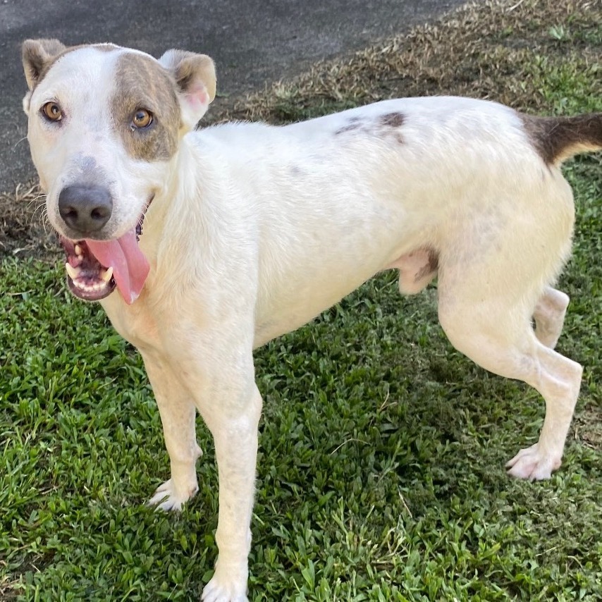 Oliver (Patrick), an adoptable Mixed Breed in Volcano, HI, 96785 | Photo Image 4