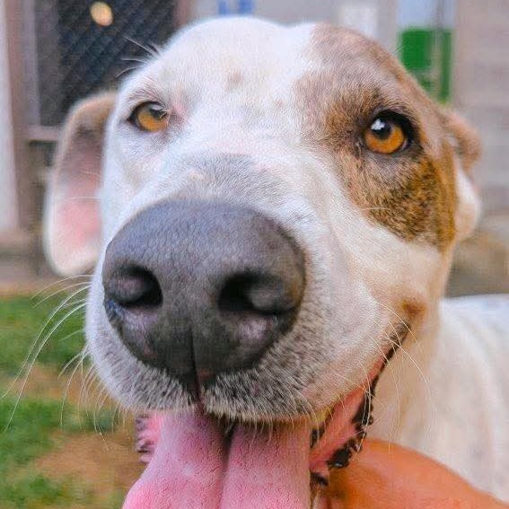 Patrick, an adoptable Mixed Breed in Volcano, HI, 96785 | Photo Image 5