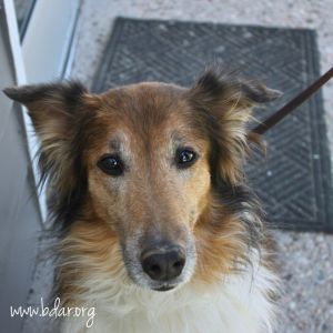 Merlin, Senior Male unknown