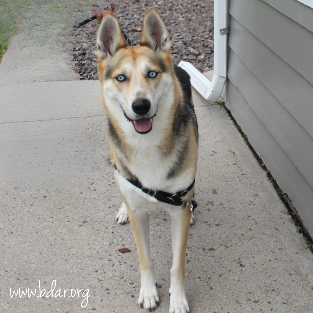 Sasha, an adoptable Shepherd, Husky in Cheyenne, WY, 82009 | Photo Image 1