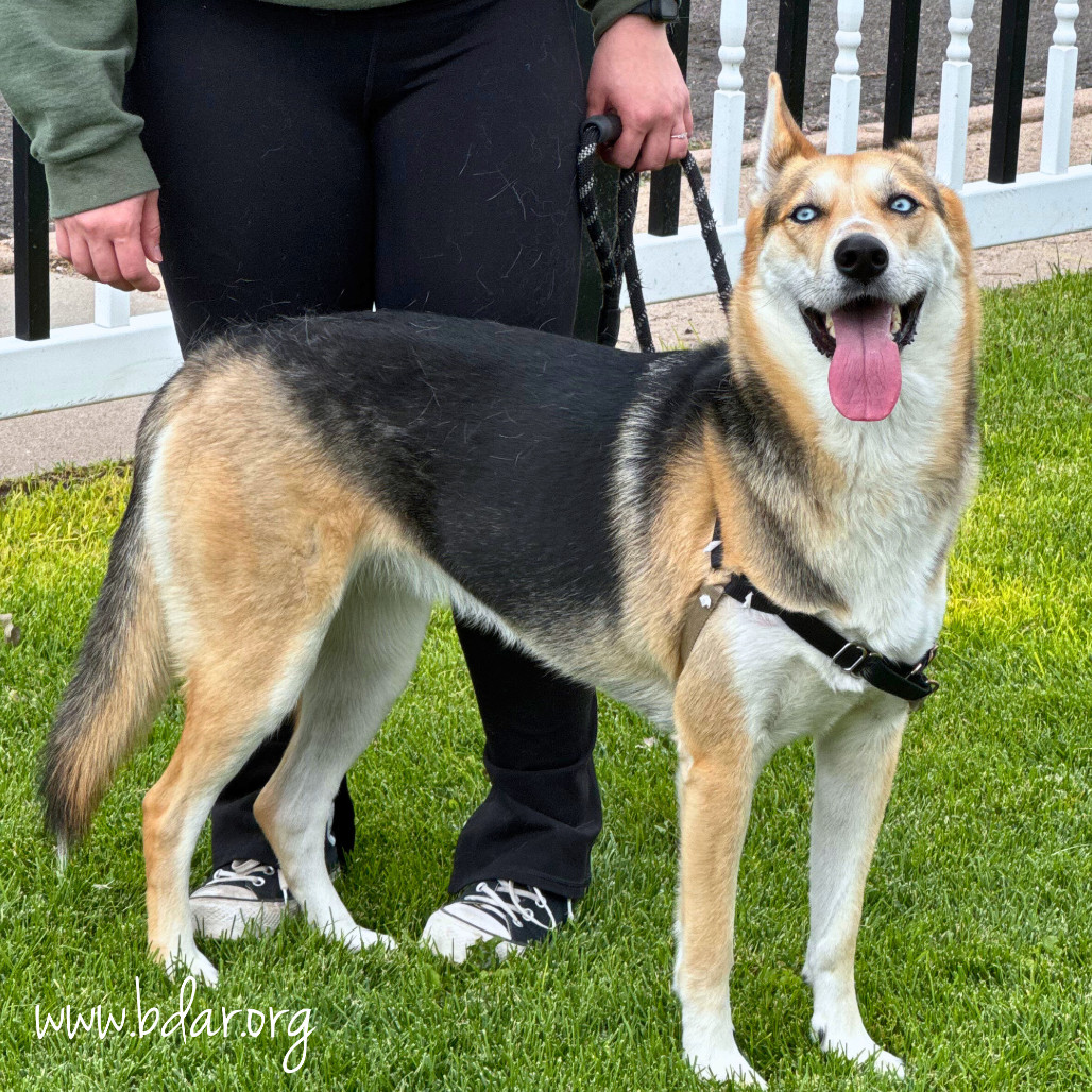Sasha, an adoptable Shepherd, Husky in Cheyenne, WY, 82009 | Photo Image 2