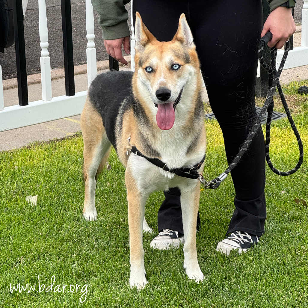 Sasha, an adoptable Shepherd, Husky in Cheyenne, WY, 82009 | Photo Image 3