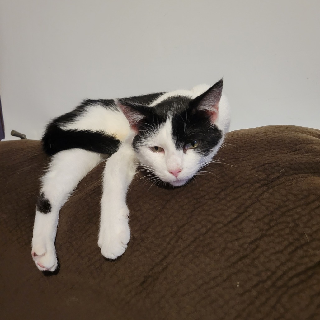 Meadow, an adoptable Domestic Short Hair in Bismarck, ND, 58507 | Photo Image 1