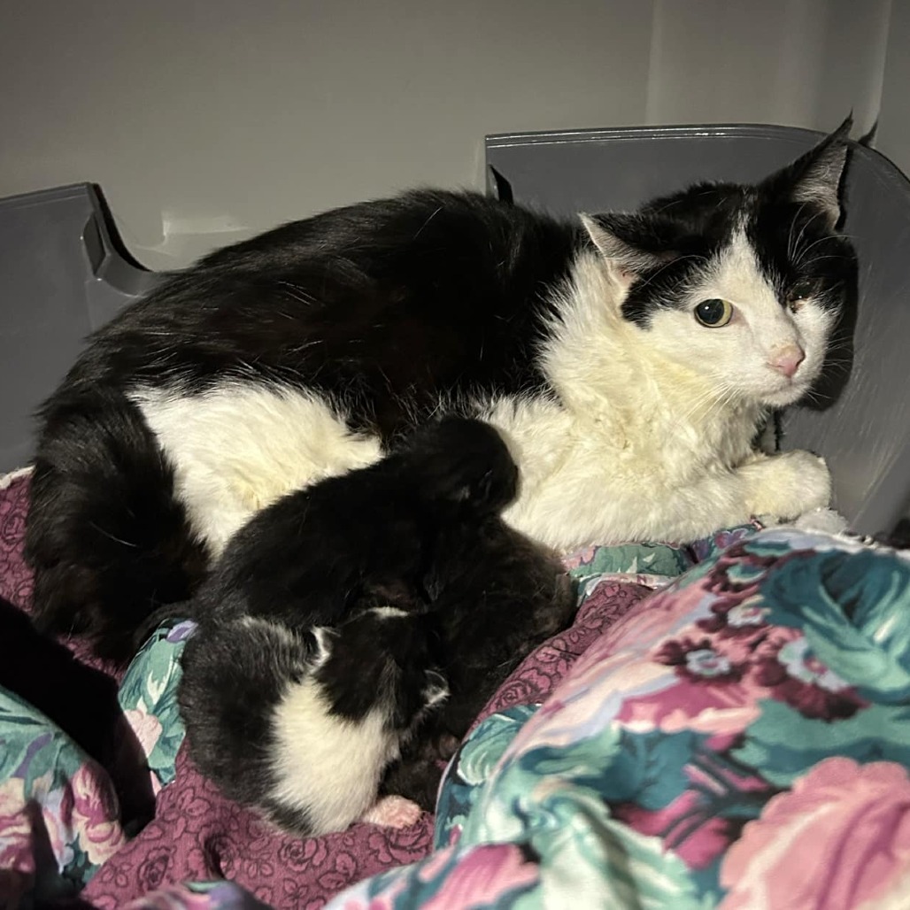 Meadow, an adoptable Domestic Short Hair in Bismarck, ND, 58507 | Photo Image 2