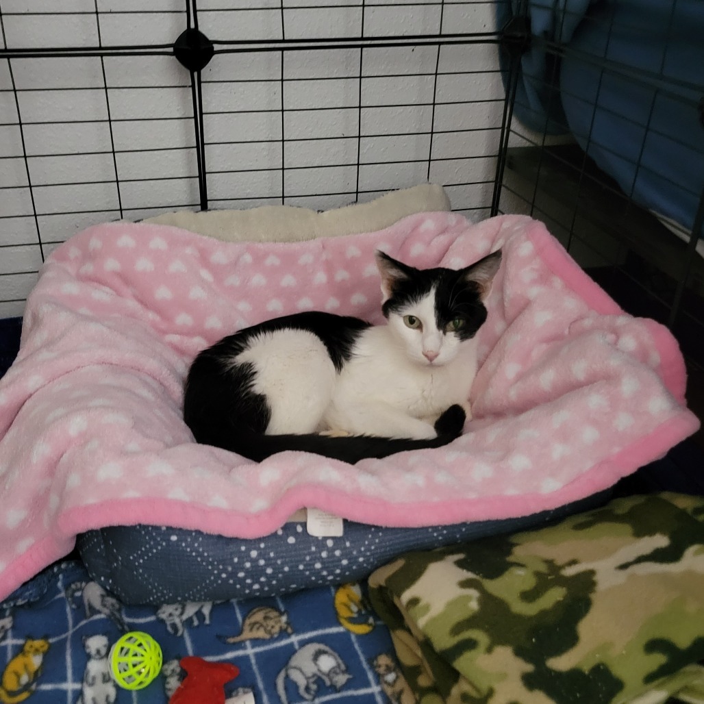 Meadow, an adoptable Domestic Short Hair in Bismarck, ND, 58507 | Photo Image 3