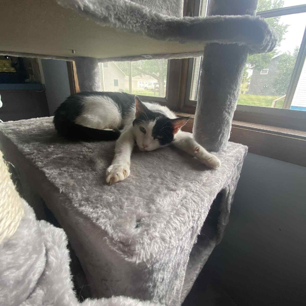 Meadow, an adoptable Domestic Short Hair in Bismarck, ND, 58507 | Photo Image 5