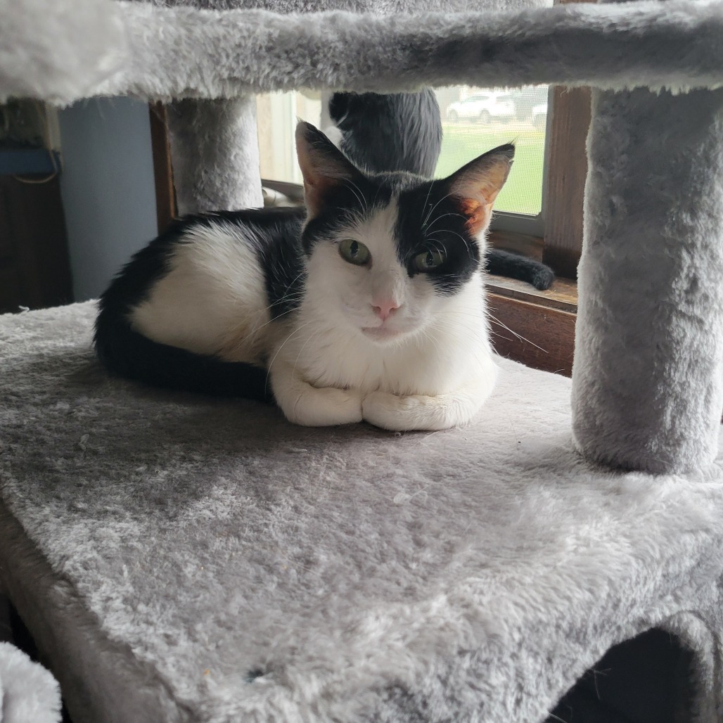 Meadow, an adoptable Domestic Short Hair in Bismarck, ND, 58507 | Photo Image 6