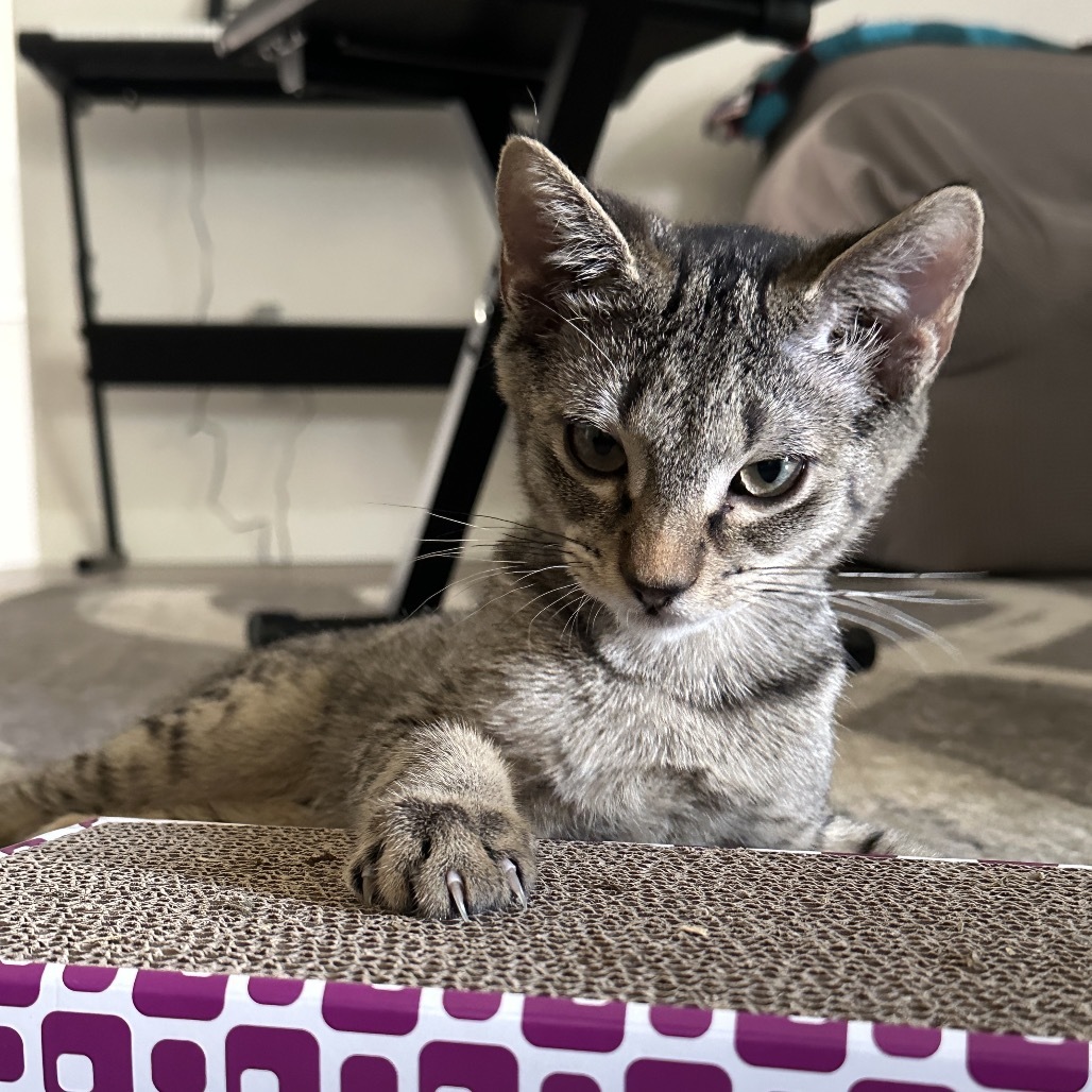 Julius, an adoptable Domestic Short Hair in Bismarck, ND, 58507 | Photo Image 1