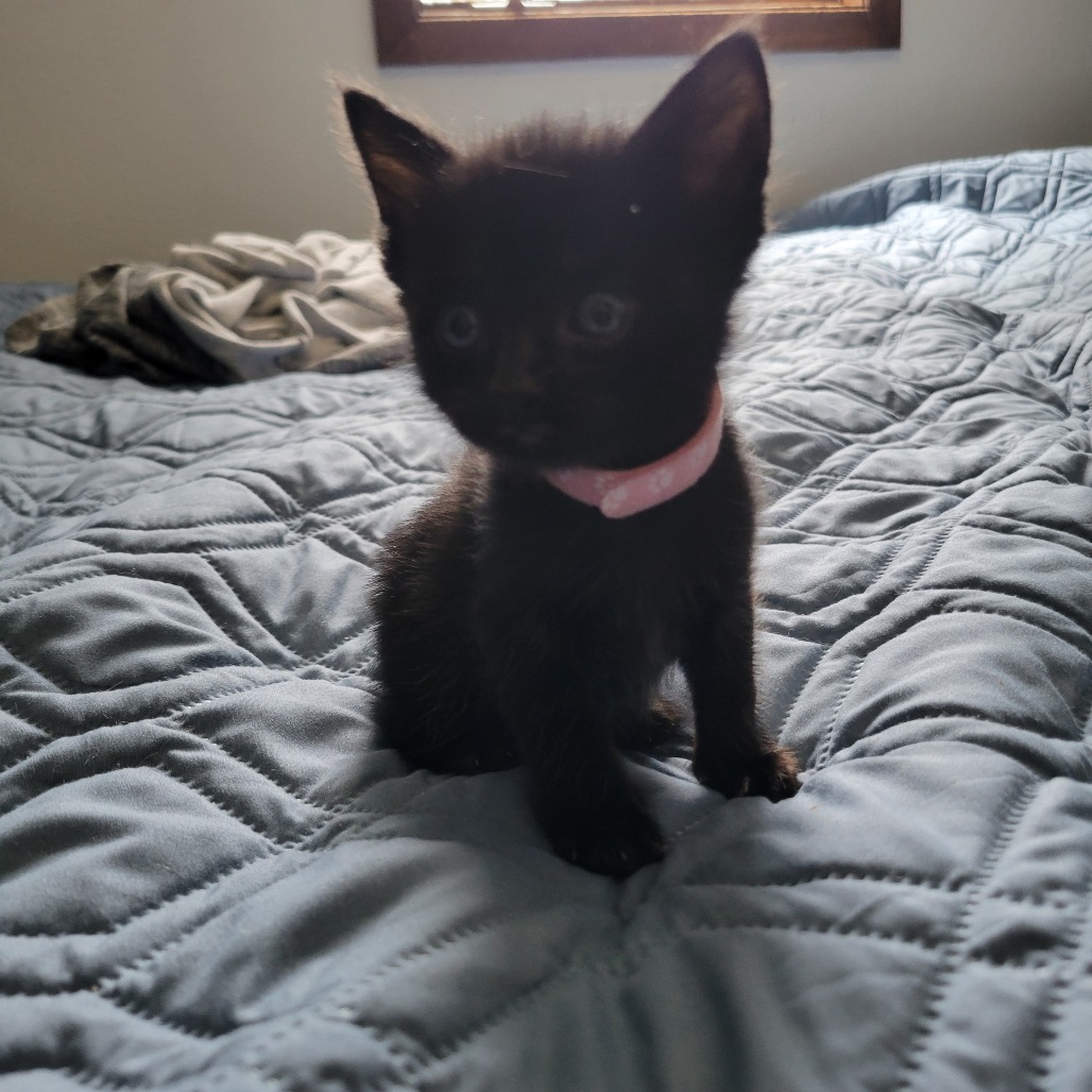 Poppy, an adoptable Domestic Short Hair in Bismarck, ND, 58507 | Photo Image 3