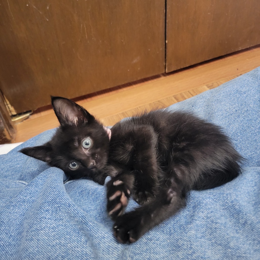Poppy, an adoptable Domestic Short Hair in Bismarck, ND, 58507 | Photo Image 5