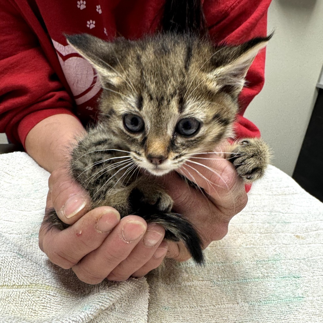Daisy, an adoptable Domestic Short Hair in Bismarck, ND, 58507 | Photo Image 1