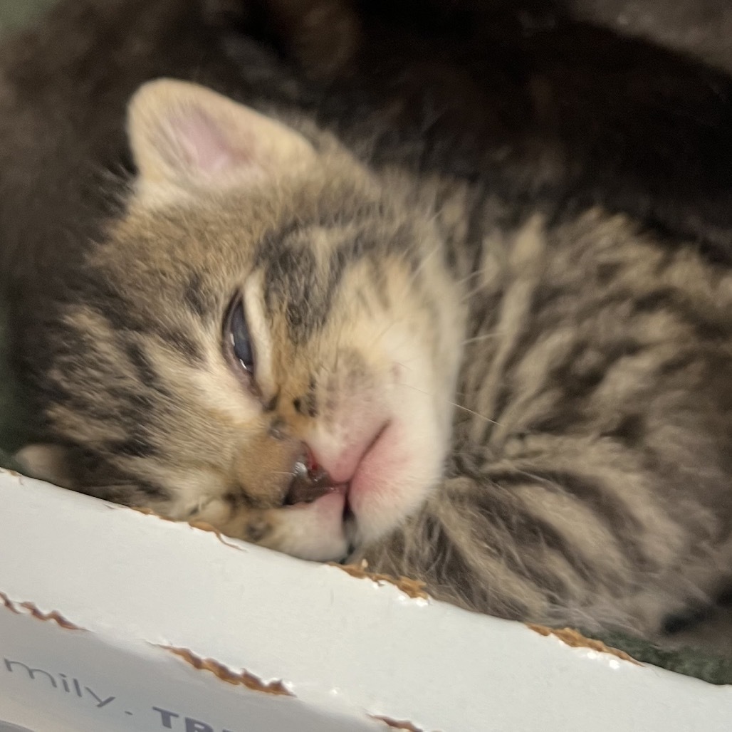 Sherlock, an adoptable Domestic Short Hair in Bismarck, ND, 58507 | Photo Image 2