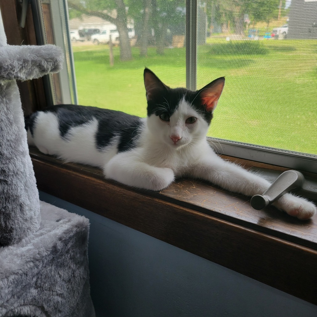 Domino, an adoptable Domestic Short Hair in Bismarck, ND, 58507 | Photo Image 1