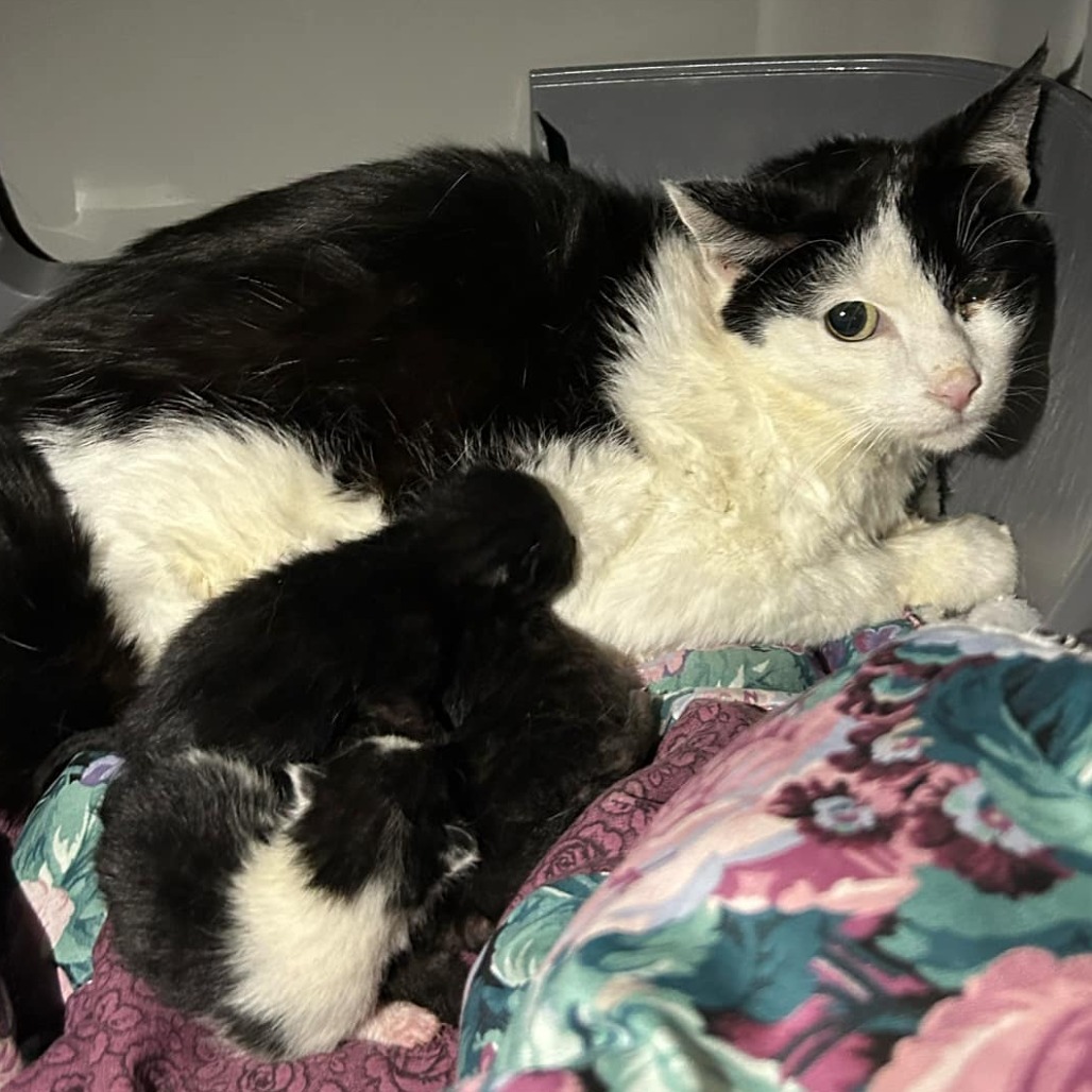 Domino, an adoptable Domestic Short Hair in Bismarck, ND, 58507 | Photo Image 2