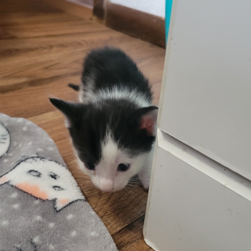 Domino, an adoptable Domestic Short Hair in Bismarck, ND, 58507 | Photo Image 3