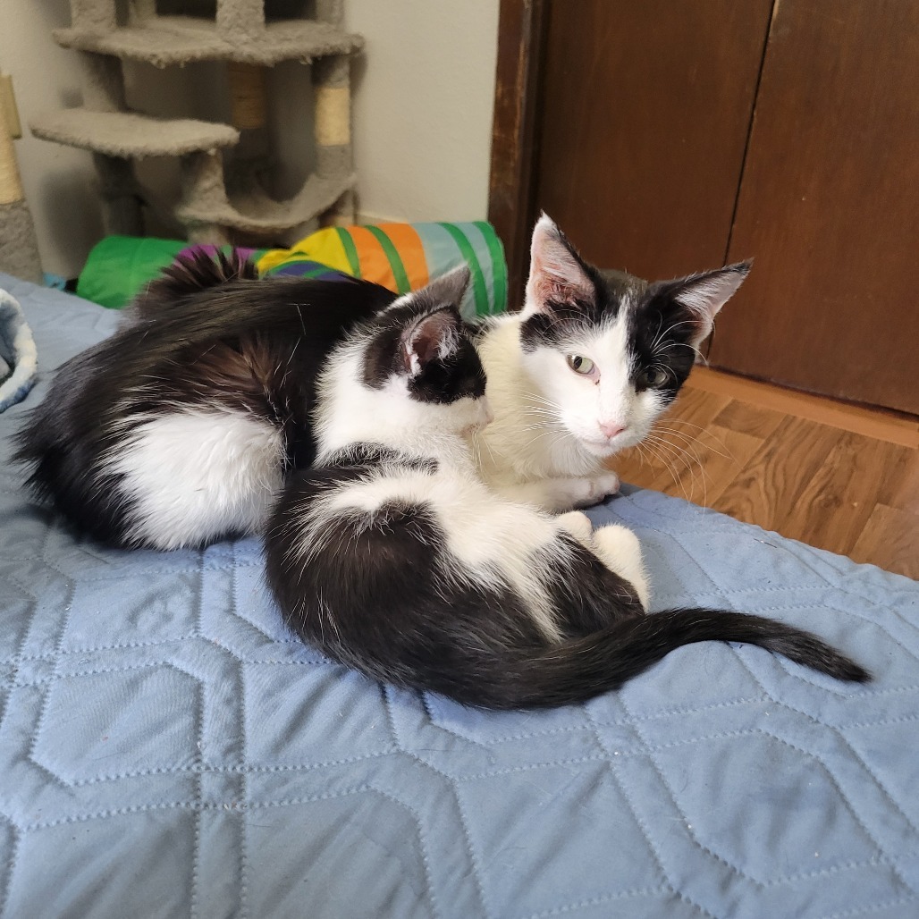 Domino, an adoptable Domestic Short Hair in Bismarck, ND, 58507 | Photo Image 4