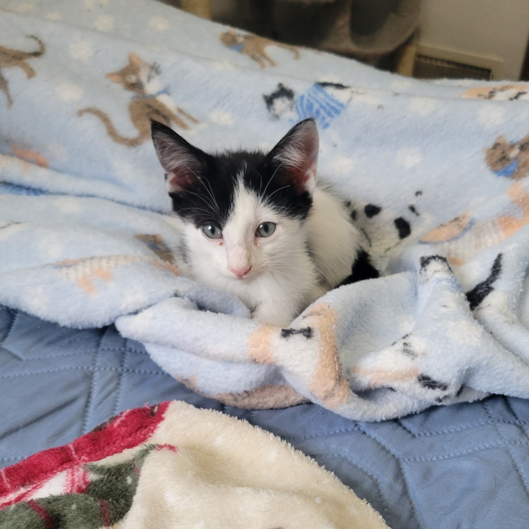 Domino, an adoptable Domestic Short Hair in Bismarck, ND, 58507 | Photo Image 5