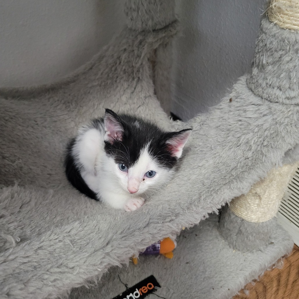Domino, an adoptable Domestic Short Hair in Bismarck, ND, 58507 | Photo Image 6