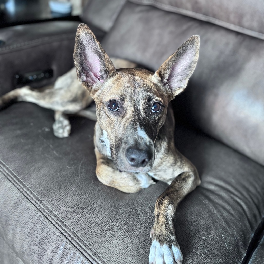 Butterscotch, an adoptable Mixed Breed in Bismarck, ND, 58507 | Photo Image 1