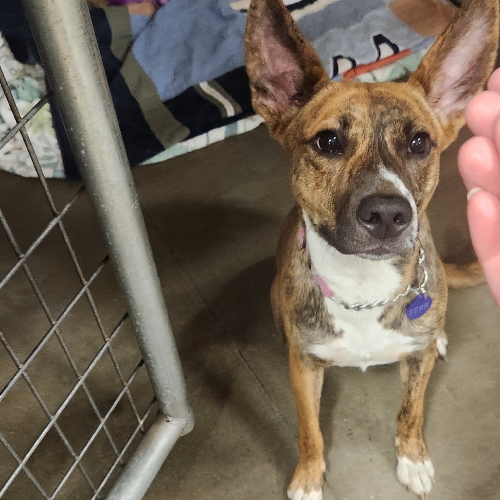 Butterscotch, an adoptable Mixed Breed in Bismarck, ND, 58507 | Photo Image 2