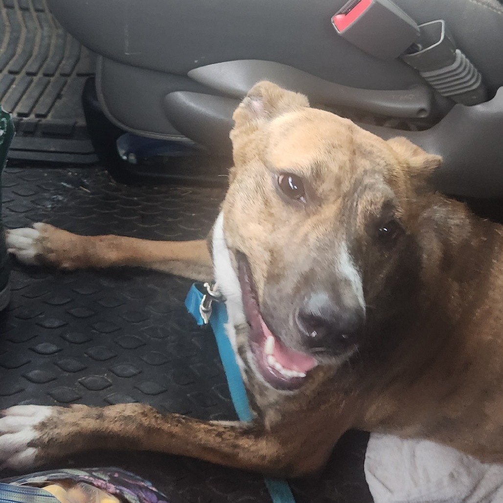 Butterscotch, an adoptable Mixed Breed in Bismarck, ND, 58507 | Photo Image 3