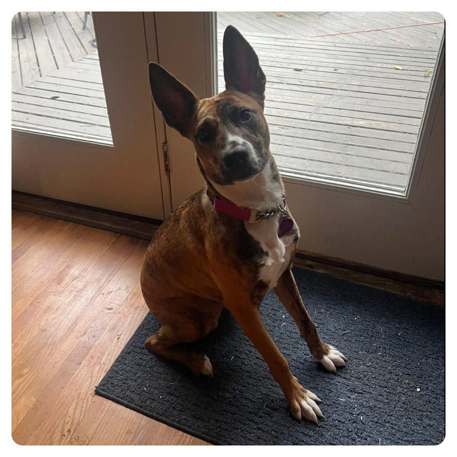 Butterscotch, an adoptable Mixed Breed in Bismarck, ND, 58507 | Photo Image 4