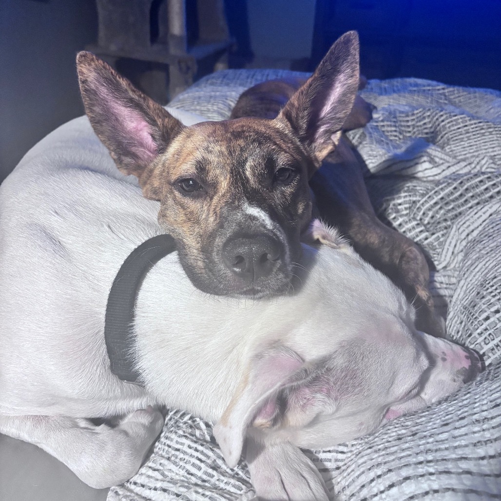 Butterscotch, an adoptable Mixed Breed in Bismarck, ND, 58507 | Photo Image 5