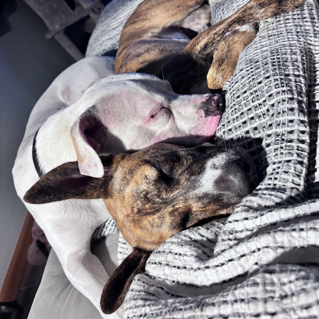 Butterscotch, an adoptable Mixed Breed in Bismarck, ND, 58507 | Photo Image 6