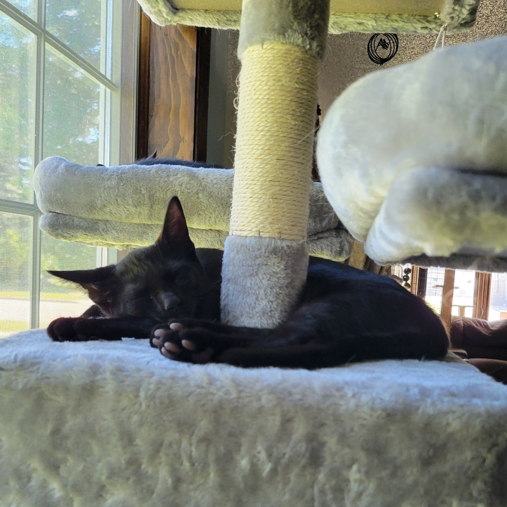 Rubert, an adoptable Domestic Short Hair in Bismarck, ND, 58507 | Photo Image 1