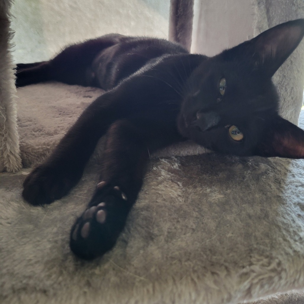 Rubert, an adoptable Domestic Short Hair in Bismarck, ND, 58507 | Photo Image 1