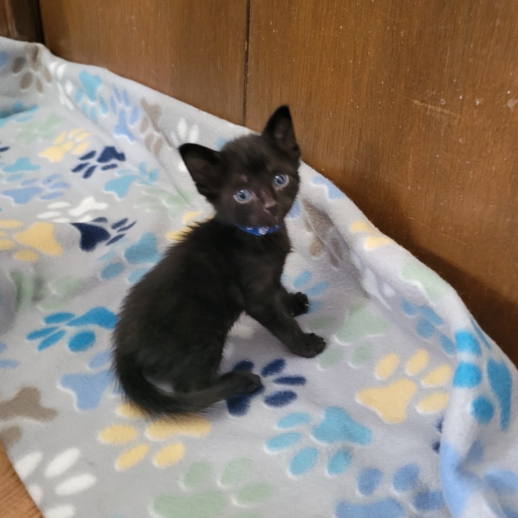 Rubert, an adoptable Domestic Short Hair in Bismarck, ND, 58507 | Photo Image 3