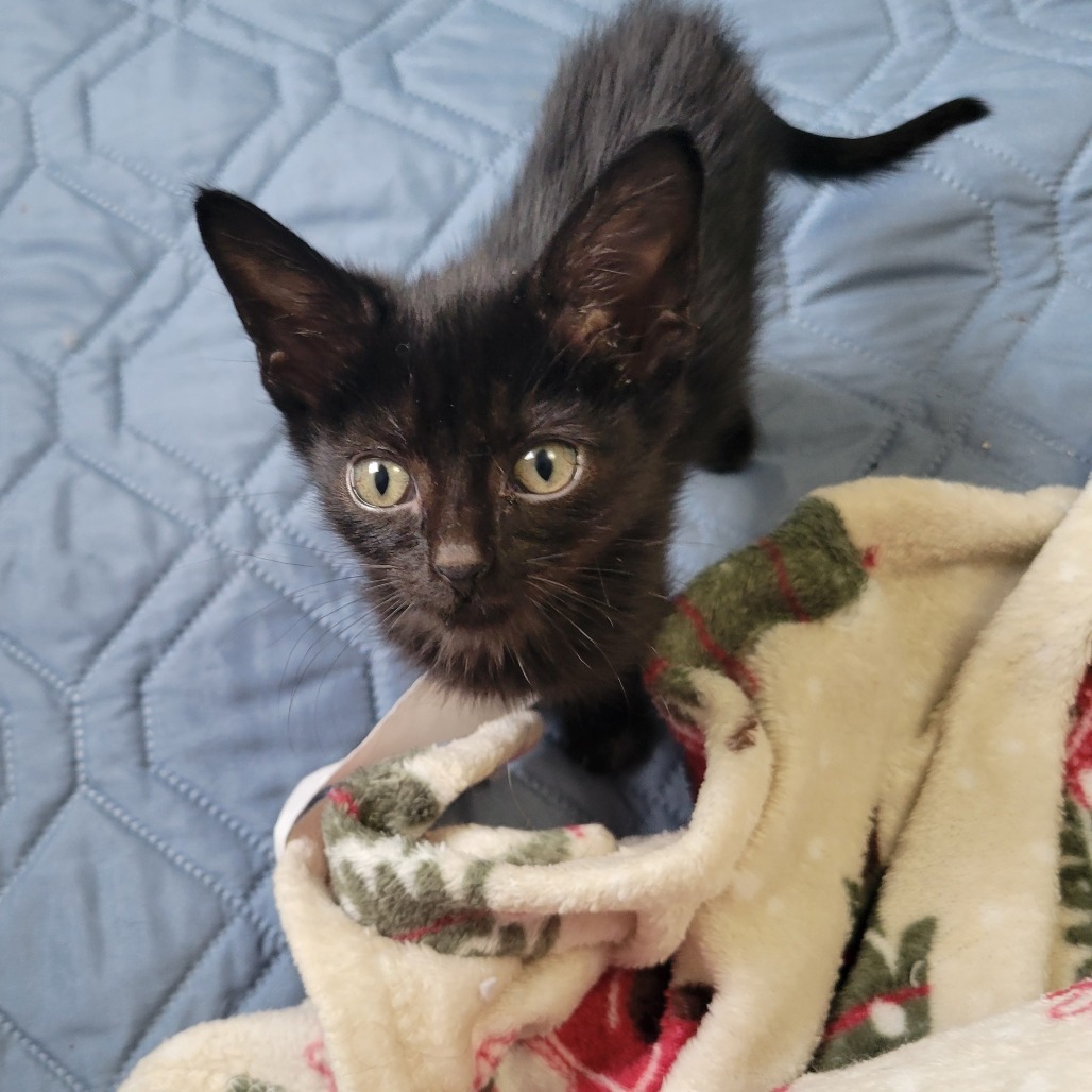 Rubert, an adoptable Domestic Short Hair in Bismarck, ND, 58507 | Photo Image 4