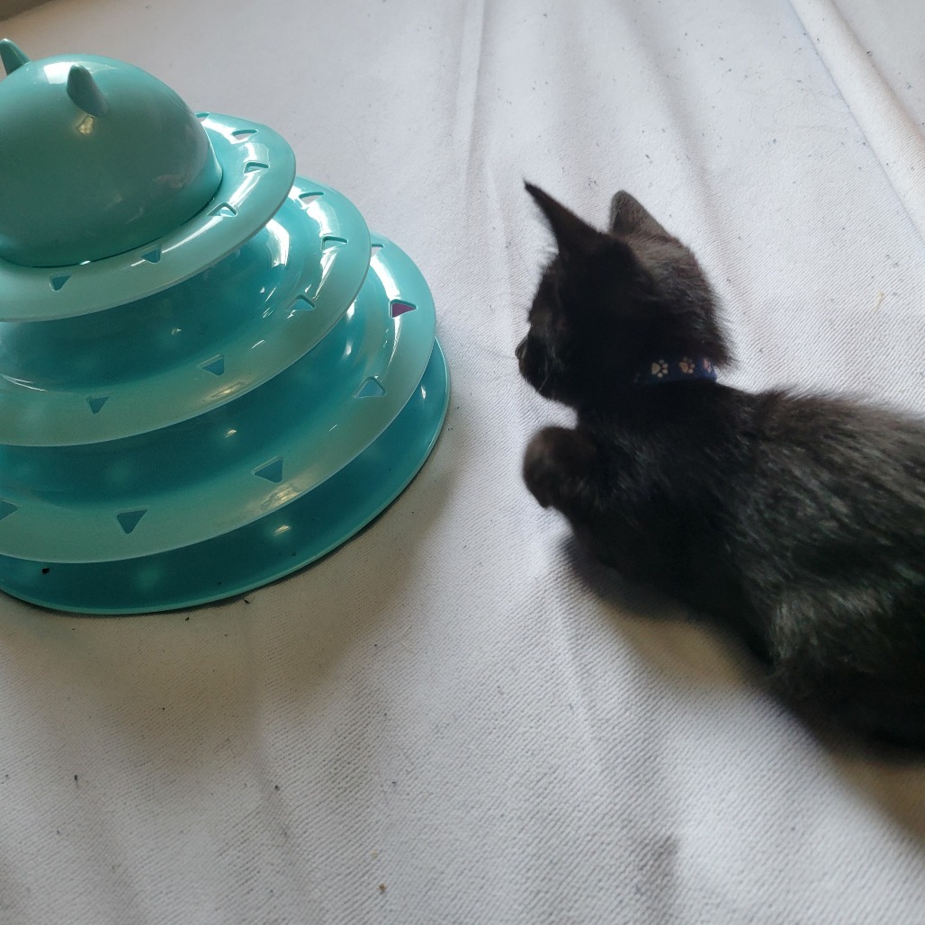 Rubert, an adoptable Domestic Short Hair in Bismarck, ND, 58507 | Photo Image 6