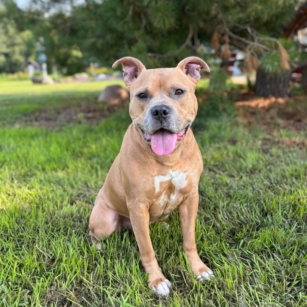 Quimby--In Foster***ADOPTION PENDING***, an adoptable Pit Bull Terrier, Mixed Breed in Fargo, ND, 58102 | Photo Image 1