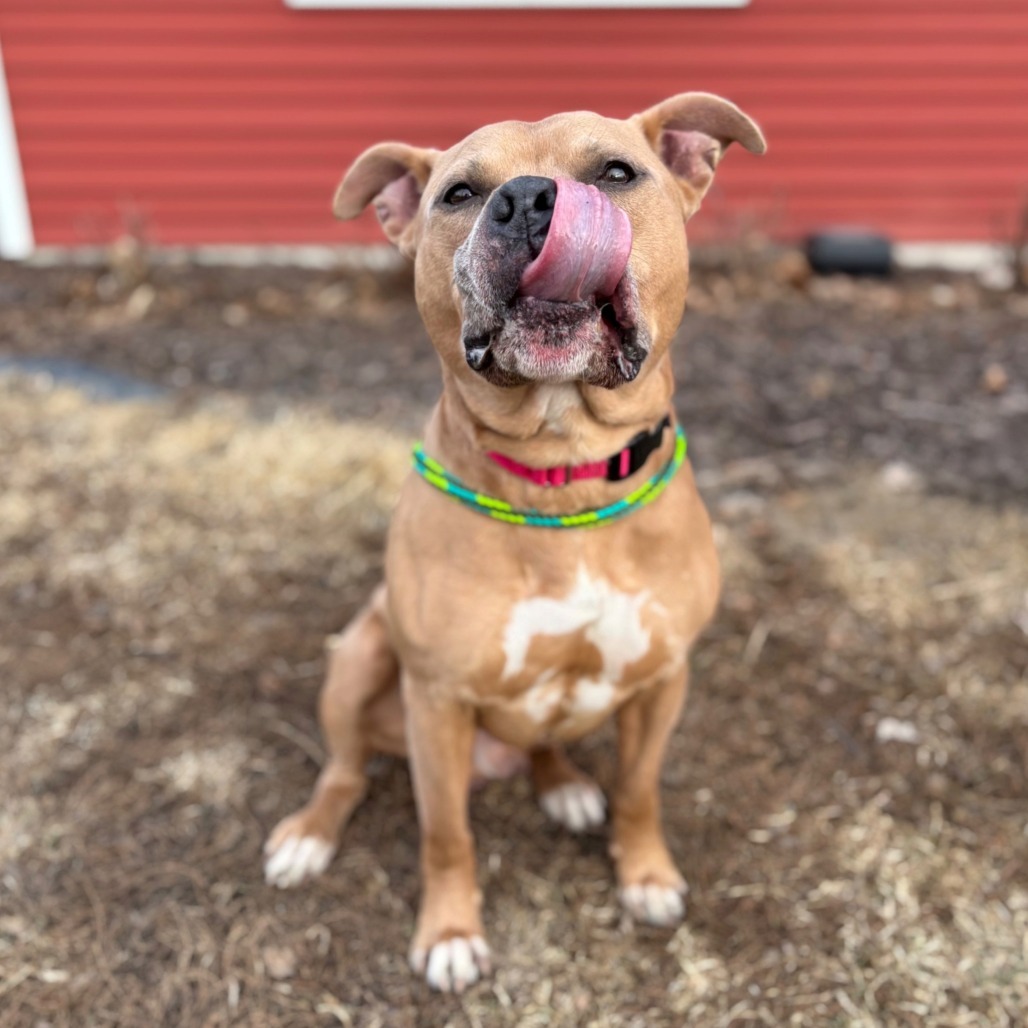 Quimby--In Foster***ADOPTION PENDING***, an adoptable Pit Bull Terrier, Mixed Breed in Fargo, ND, 58102 | Photo Image 2