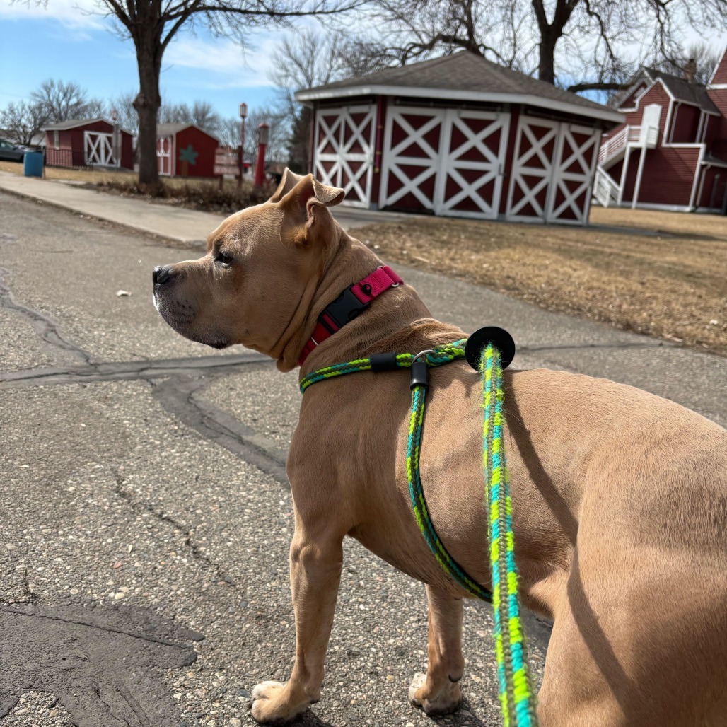 Quimby--In Foster***ADOPTION PENDING***, an adoptable Pit Bull Terrier, Mixed Breed in Fargo, ND, 58102 | Photo Image 3