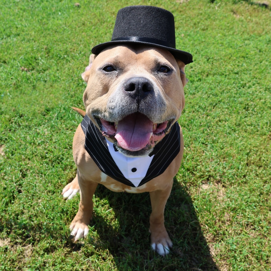 Quimby--In Foster***ADOPTION PENDING***, an adoptable Pit Bull Terrier, Mixed Breed in Fargo, ND, 58102 | Photo Image 4