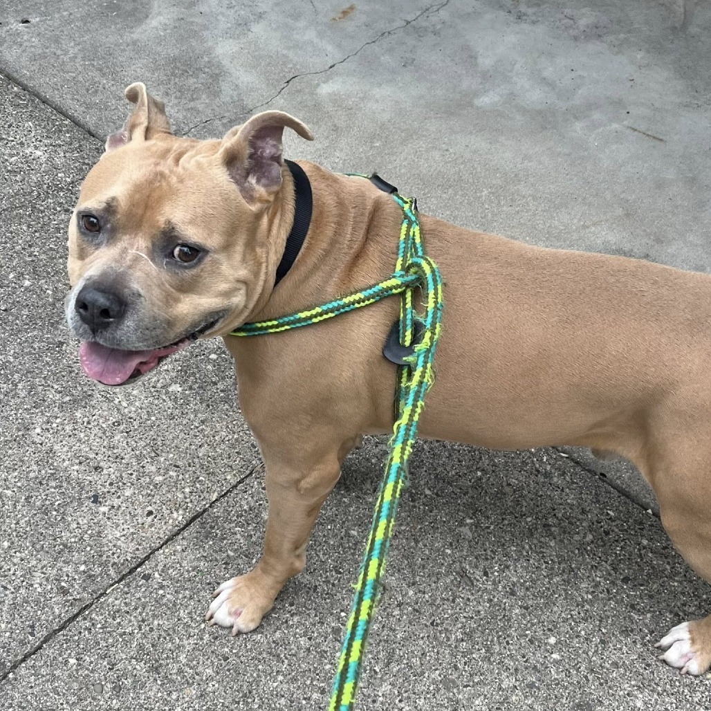 Quimby--In Foster***ADOPTION PENDING***, an adoptable Pit Bull Terrier, Mixed Breed in Fargo, ND, 58102 | Photo Image 5