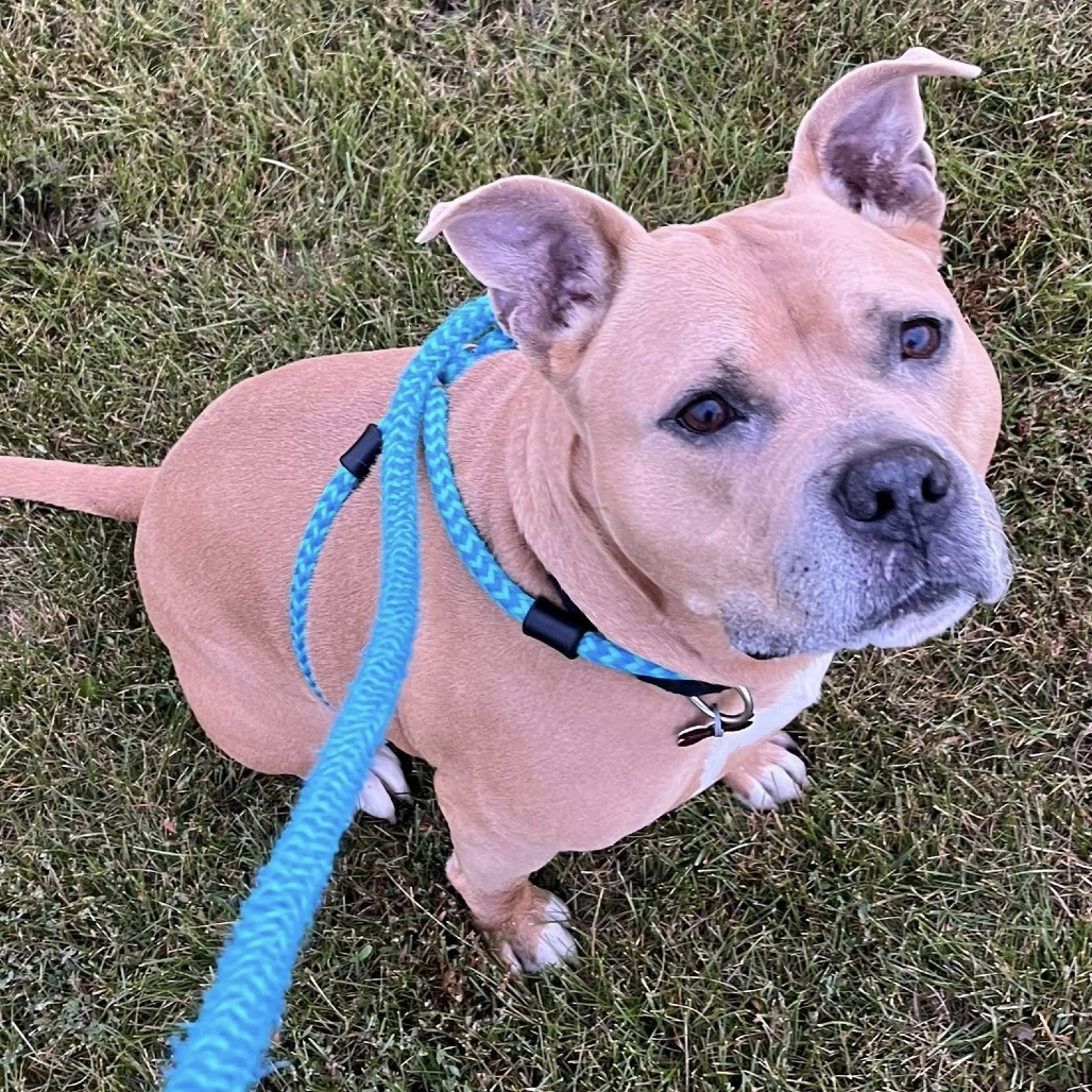 Quimby--In Foster***ADOPTION PENDING***, an adoptable Pit Bull Terrier, Mixed Breed in Fargo, ND, 58102 | Photo Image 6