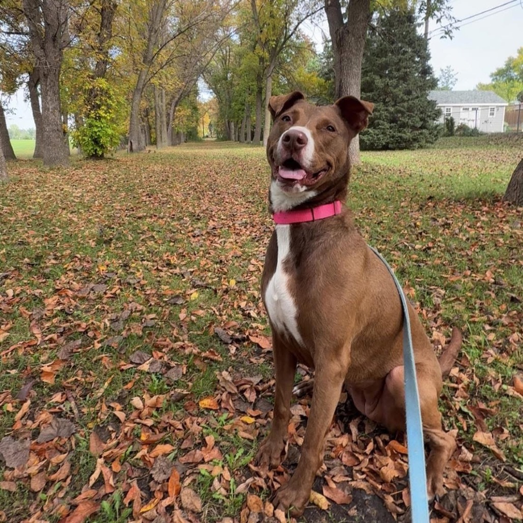 Blush, an adoptable Pit Bull Terrier, Mixed Breed in Fargo, ND, 58102 | Photo Image 1