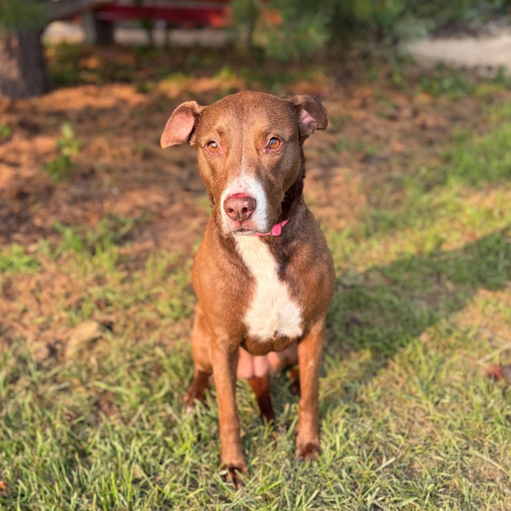 Blush, an adoptable Pit Bull Terrier, Mixed Breed in Fargo, ND, 58102 | Photo Image 2