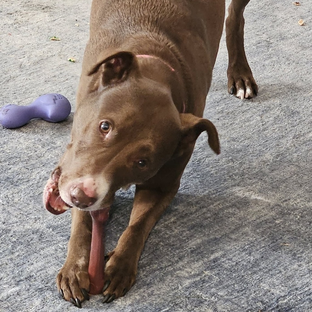 Blush, an adoptable Pit Bull Terrier, Mixed Breed in Fargo, ND, 58102 | Photo Image 4