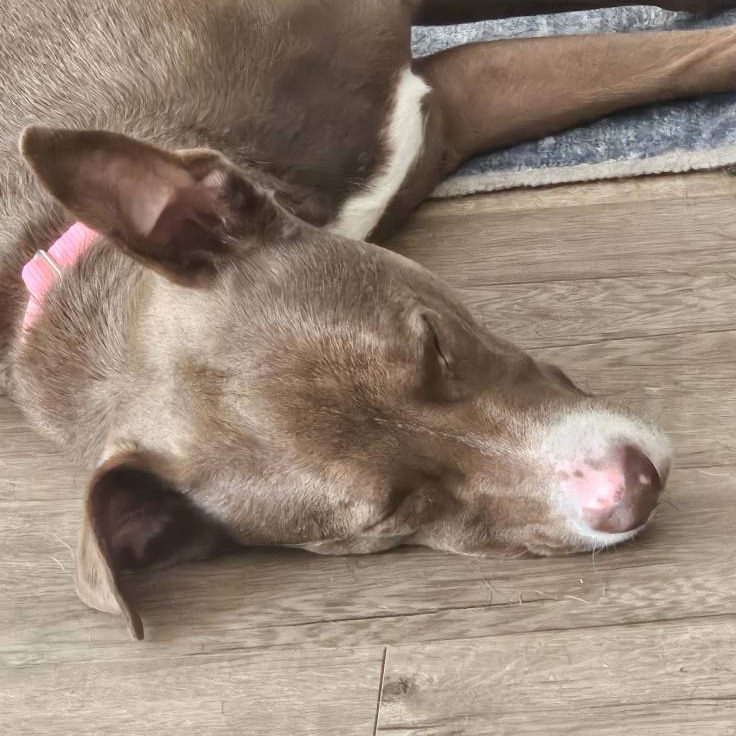 Blush, an adoptable Pit Bull Terrier, Mixed Breed in Fargo, ND, 58102 | Photo Image 5