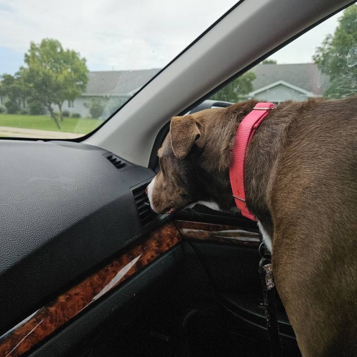 Blush, an adoptable Pit Bull Terrier, Mixed Breed in Fargo, ND, 58102 | Photo Image 6