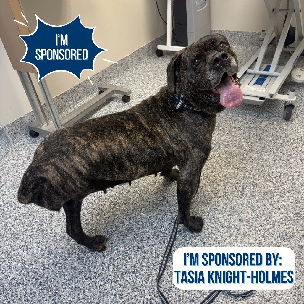 Coco, an adoptable Cane Corso, Mixed Breed in Great Falls, MT, 59404 | Photo Image 1