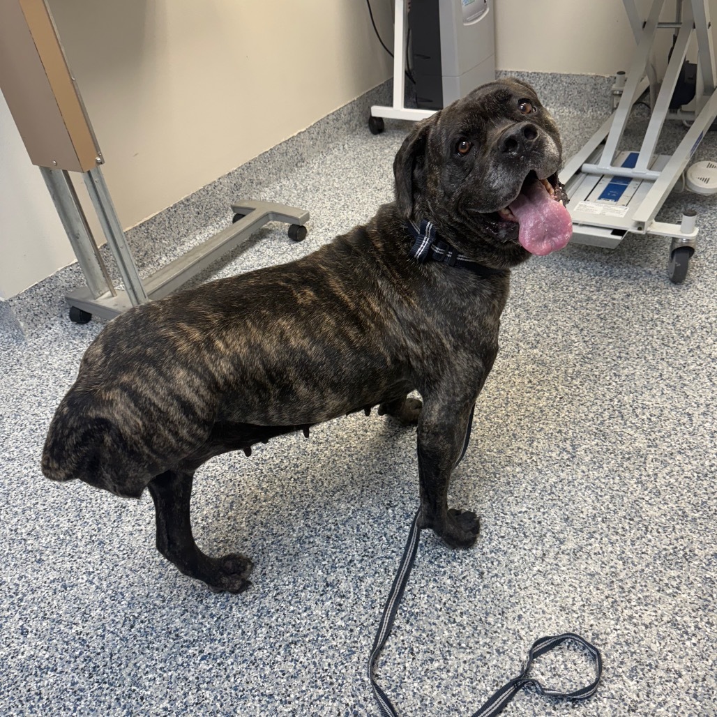 Coco, an adoptable Cane Corso, Mixed Breed in Great Falls, MT, 59404 | Photo Image 2