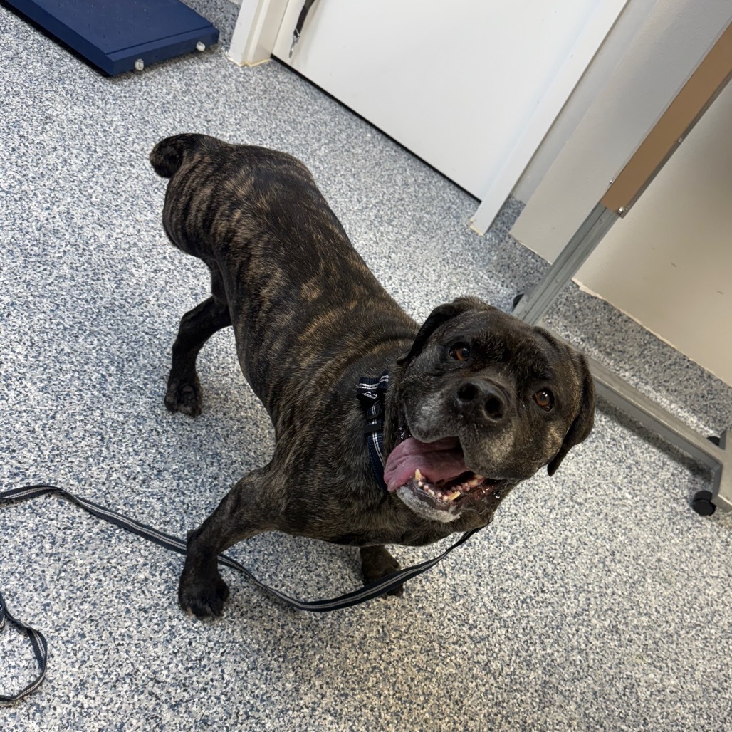 Coco, an adoptable Cane Corso, Mixed Breed in Great Falls, MT, 59404 | Photo Image 3