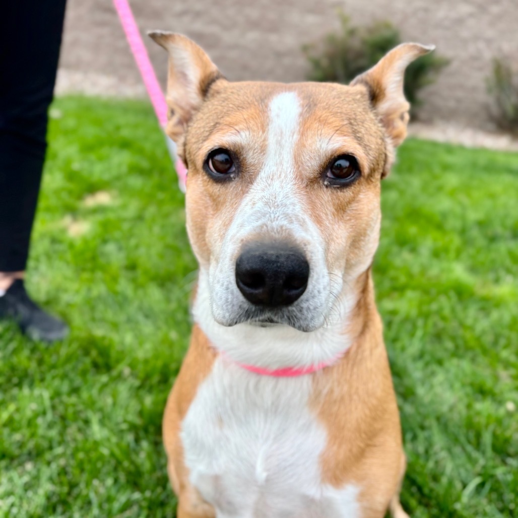 Indy, an adoptable Cattle Dog, Mixed Breed in Great Falls, MT, 59404 | Photo Image 1