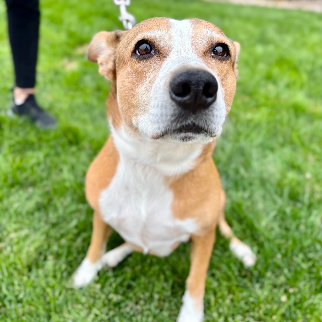 Indy, an adoptable Cattle Dog, Mixed Breed in Great Falls, MT, 59404 | Photo Image 2