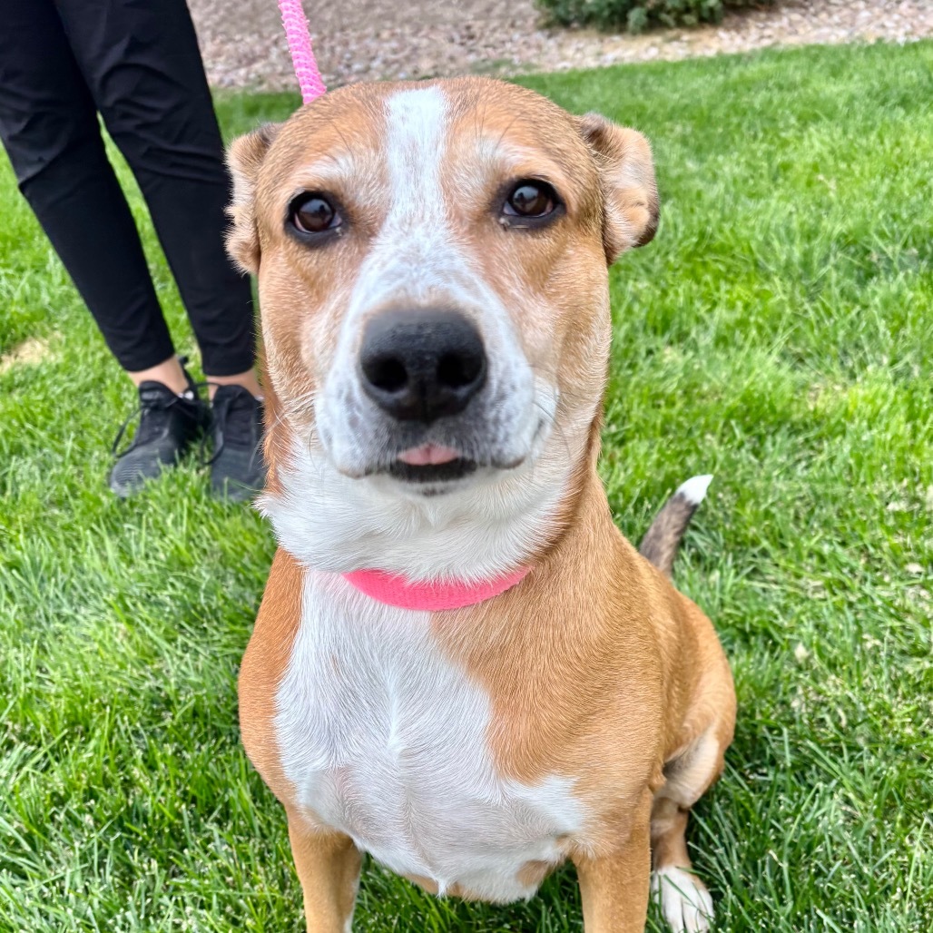 Indy, an adoptable Cattle Dog, Mixed Breed in Great Falls, MT, 59404 | Photo Image 3